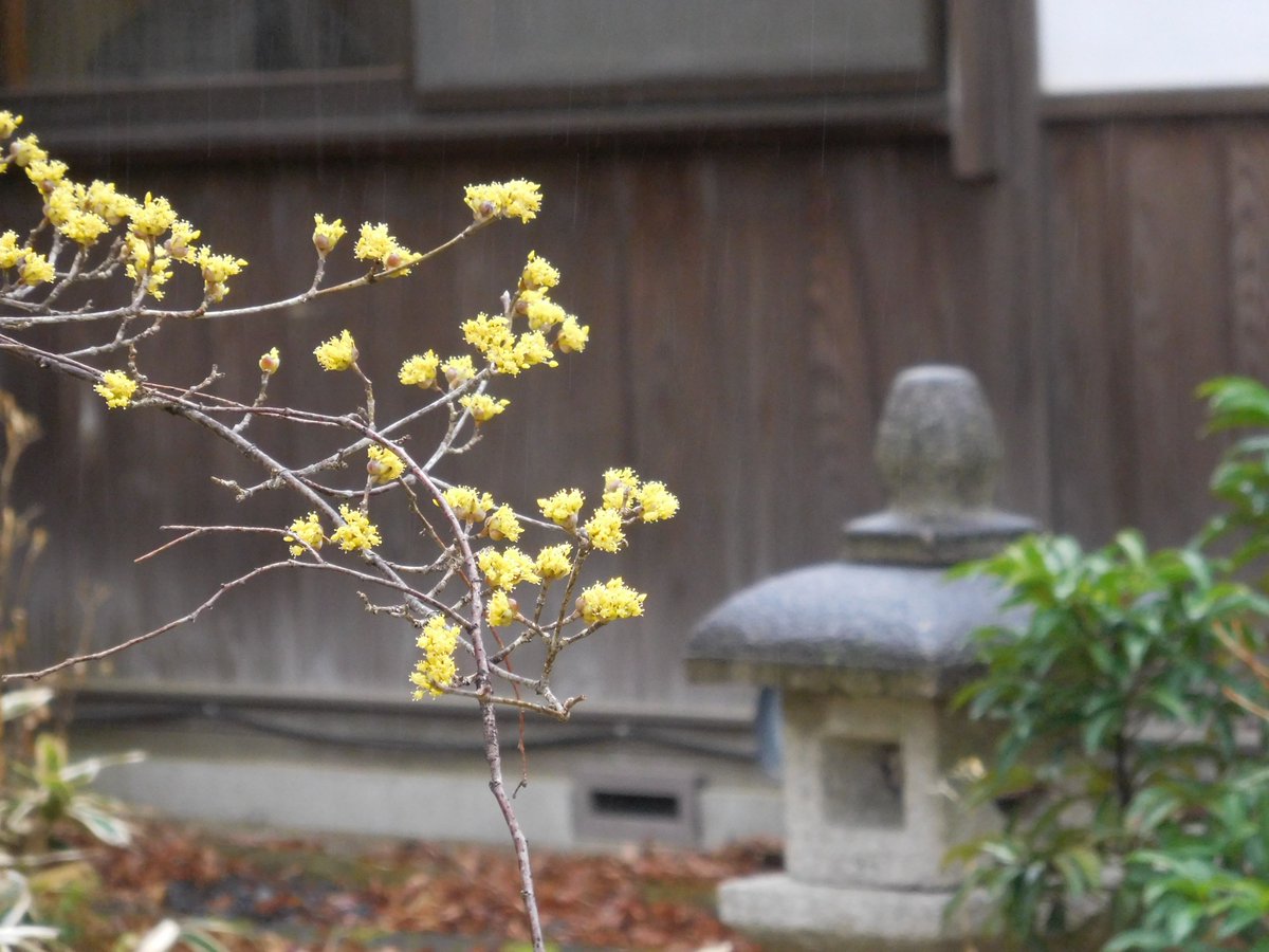 ウメの花 - Search / X