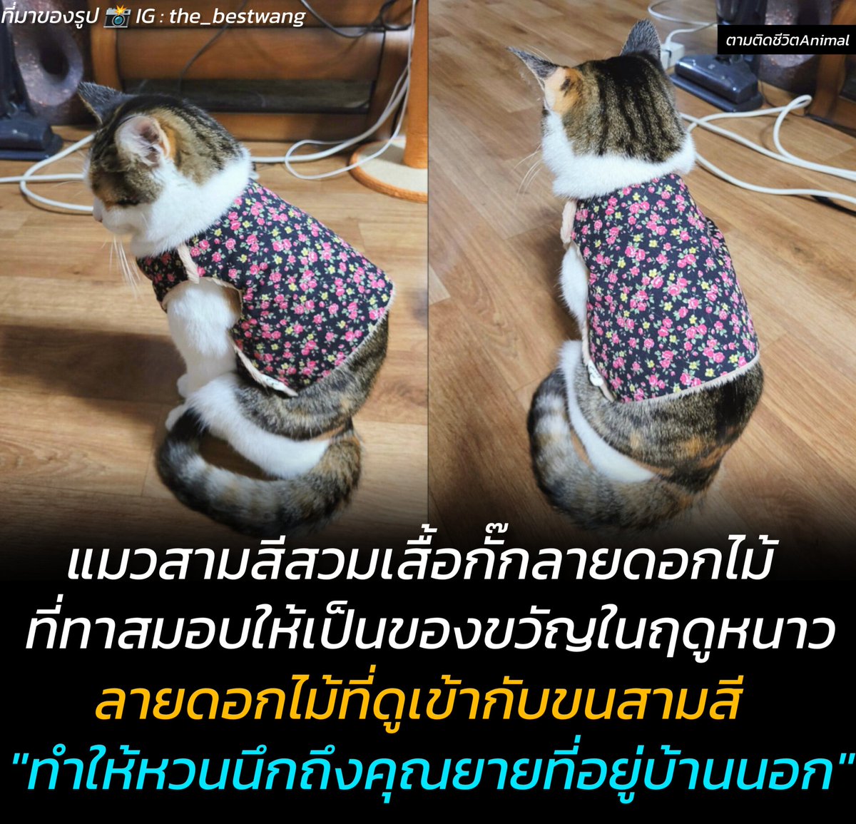AnimalFW_TH's tweet photo. ทาสแมวชาวเกาหลีมอบเสื้อกั๊กลายดอกไม้เป็นของขวัญให้น้องแมวสามสีในฤดูหนาว พอใส่แล้วขนสามสีของน้องและลายดอกไม้ของเสื้อเข้ากันอย่างน่าประหลาดใจ มันทำให้เขาหวนนึกถึงคุณยายที่อยู่บ้านนอก กลายเป็นคุณยายเวอร์ชั่นแมวสามสี 🥰
สามสี : ฉันเองก็นึกถึงคุณยายเหมือนกัน 🥹
 
ผู��ใช้ IG ชื่อ the_bestwang ได้แชร์รูปน้องแมวที่สวมเสื้อกั๊กลายดอกไม้ ที่กำลังนั่งจ๋องอยู่ใกล้ๆ เครื่องทำความร้อน พร้อมบรรยายว่า "แมวของฉันสวมเสื้อกั๊กลายดอกไม้ มันทำให้ฉันนึกถึงคุณยายที่อยู่บ้านนอก" 

หลายคอมเม้นพูดไปเป็นเสียงเดียวกันว่าเสื้อลายแบบนี้มันทำให้ฉันนึกถึงเรื่องราวสมัยที่��ังเด็กจริงๆ ขอบคุณปมวสามสีตัวนี้ที่ทำให้ความทรงจำนั้นกลับมา

จากแมวสามสีธรรมดา กลายเป็นแมวสามสีคุณยายที่น่ารักที่สุด

เรียบเรียง 🖋️ แอดเพา
ที่มาของรูป 📸 IG : the_bestwang