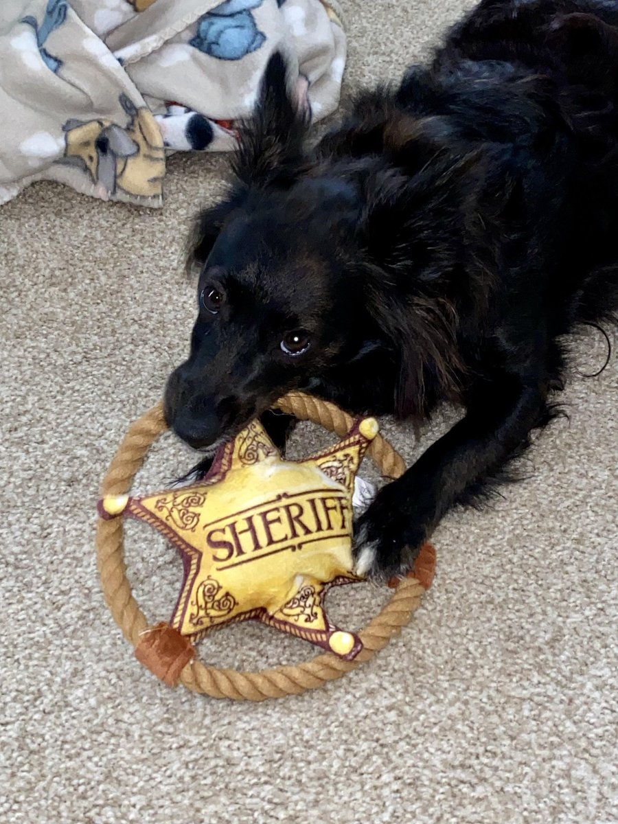 cmonkey33's tweet image. Hey all you wonderful #Earpers!!!!this is my shameless plug and public beg for the votes ☺️ please see my wife's post for voting link.... 👇

I will add this adorable picture of our K9 in training / baby Lilliput 🥰