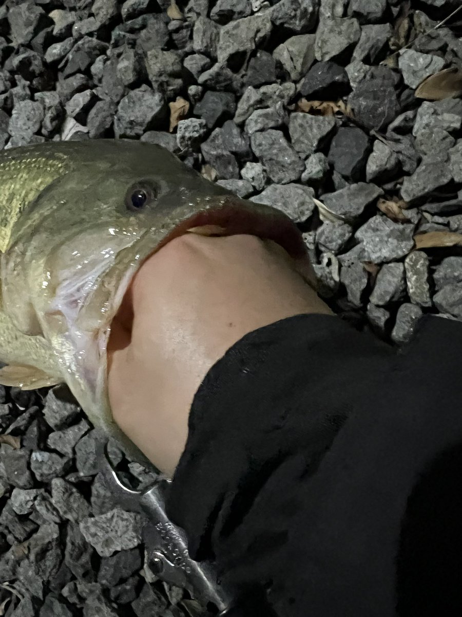 dkhngp's tweet photo. 激浅のシャローからとんでもないのきました。風が当たってたからラトルインが良かったのかな。
モンカルアーワークス
①FPクローラー
②58cm
③1種目
#デカハネGP
#monkalureworks
#FPcrawler https://t.co/QpDcBtWCwd