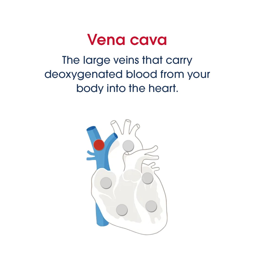 Your heart is a muscle that pumps blood to the rest of the body. But did you know each area of your heart has a specific task to keep the function of oxygen-rich blood flowing! (1/2)
