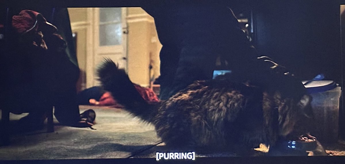 I definitely hate human being but not cats 🥰
cats are cool