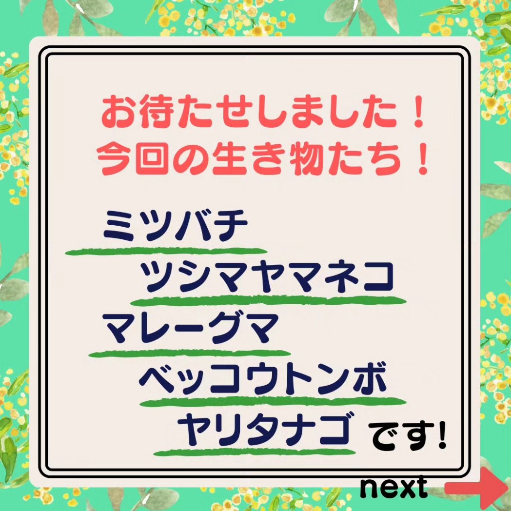 NPO_SJ's tweet photo. 【イ��ントのお知らせ】
こんにちは😃
サステナ・ジャパン事務局です！
2024年4月6日（土）10時半〜12時半
生き物イベントをハイブリッド開催します！是非ご予定ください🫶

詳細は追ってお知らせします🥰

#ミツバチ #マレーグマ #ツシマヤマネコ #ベッコウトンボ #ヤリタナゴ #養蜂場  #wasabi https://t.co/3a2cbUClBm