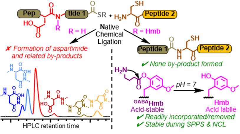 Very happy to share the preprint of our talented PhD student El hadji Cisse @CBM_UPR4301 : A straightforward method to prevent the under-estimated problem of aspartimide formation during chemical ligation-mediated protein synthesis ift.tt/rmMQvJ4 #peptide #NCL