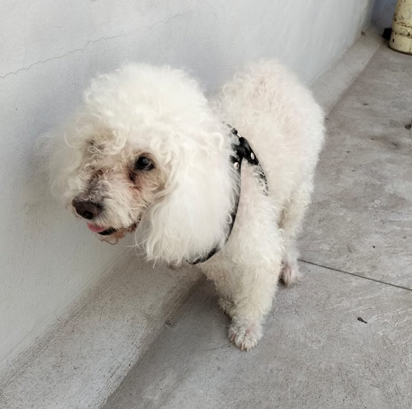 JosePortugal's tweet photo. 🐶🕊️🤍 https://t.co/A0a33ZkQB4