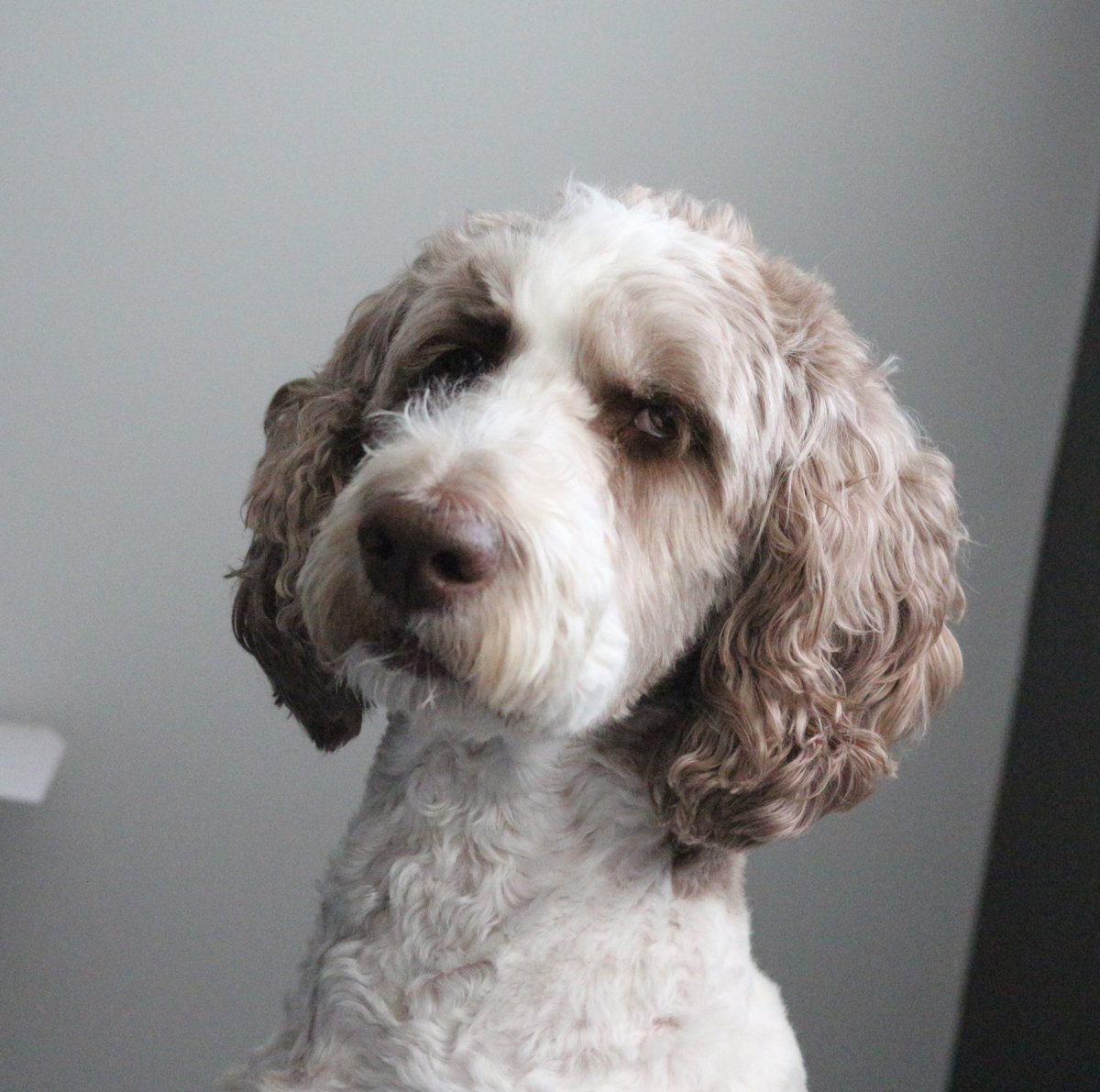 DoodleNessa's tweet photo. Got fired from the postal outlet because I couldn't lick 1000 stamps per hour...
Guess I couldn't handle a fast paste working environment 🤷‍♀️
#tuesdayvibe 
#dogsofx https://t.co/9wDG1El69y