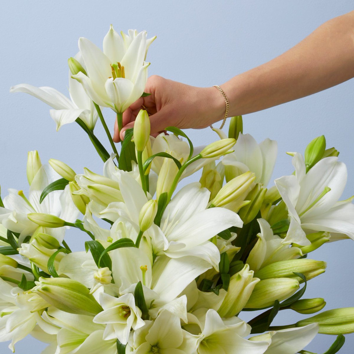 Happy Pisces season! ♓ Spotlight is a perfect reflection of Pisces' dreamy nature—  with soft white petals that burst into bloom, these ethereal white lilies are the perfect choice for your creative and intuitive Pisces bestie ⭐  bouqs.com/flowers/lilies…