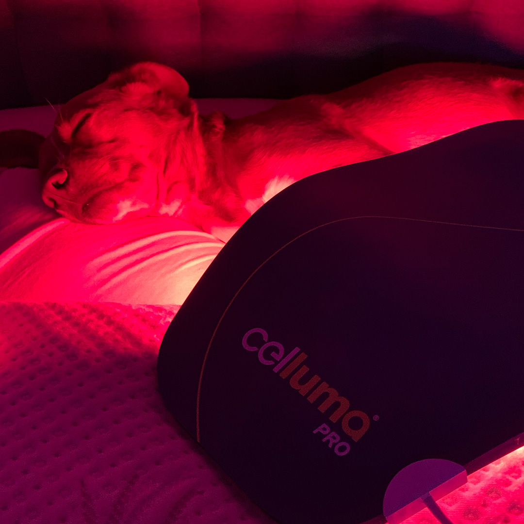 Celluma1's tweet photo. #HappyNationalLoveYourPetDay!🐾Help soothe those little #aches and #pains from #arthritis, #inflammation, and more with our safe and non-invasive treatment. Check out these adorable snapshots from the #Celluma team featuring their #Cellumapets basking in the red light glow!❤️🐾 https://t.co/p70R6ERL3f