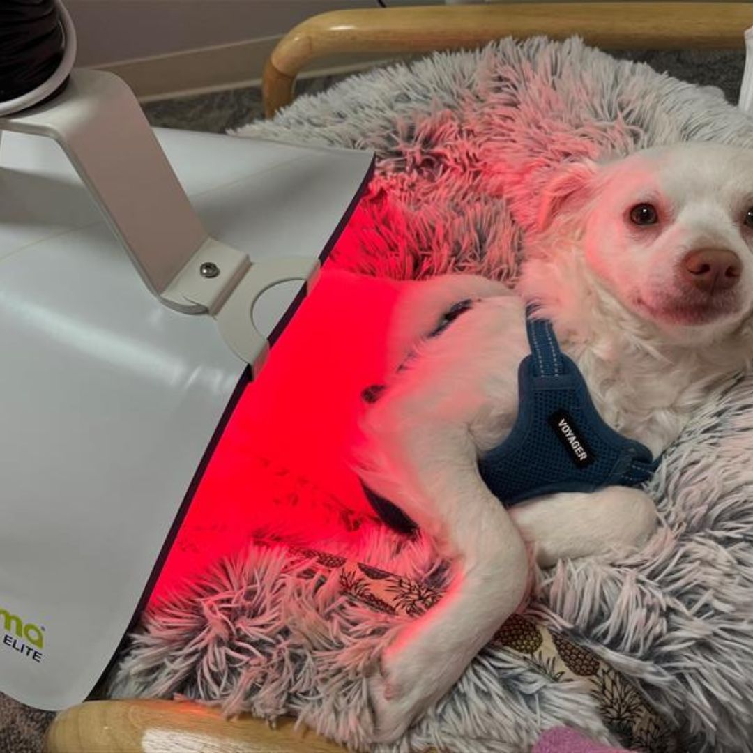 Celluma1's tweet photo. #HappyNationalLoveYourPetDay!🐾Help soothe those little #aches and #pains from #arthritis, #inflammation, and more with our safe and non-invasive treatment. Check out these adorable snapshots from the #Celluma team featuring their #Cellumapets basking in the red light glow!❤️🐾 https://t.co/p70R6ERL3f
