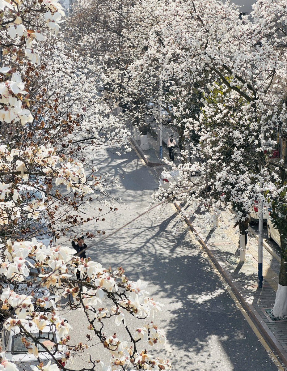 Morning, spring has sprung! Themagnolia flowers on Chaohui Road in Guiyang are blooming as promised this year. 🌸✨ Let's rendezvous at this enchanting spring moment!#SpringBlooms #GuiyangFlowers #SpringInGuiyang 🌼🌺