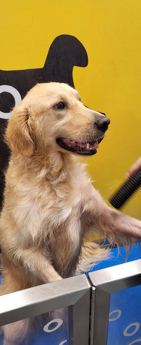 TiernanWalker's tweet photo. Doggy bathtime. #DogsOfSokkahTwitter https://t.co/F3HoftIckt