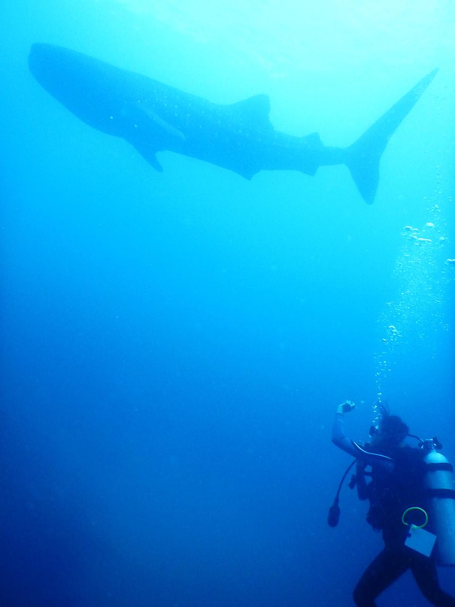 globaldive_id's tweet photo. Let's GoDive Buddies...
...
Some day you may see and meet this WhaleShark... https://t.co/NcmMSbNOlf