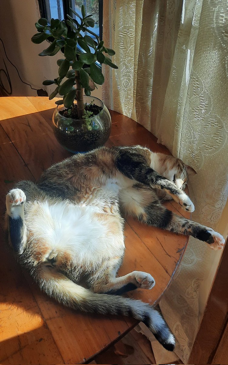 MilenaG1011's tweet photo. #DiaInternacionalDelGato mi bella Lupita https://t.co/nmA8yq60St