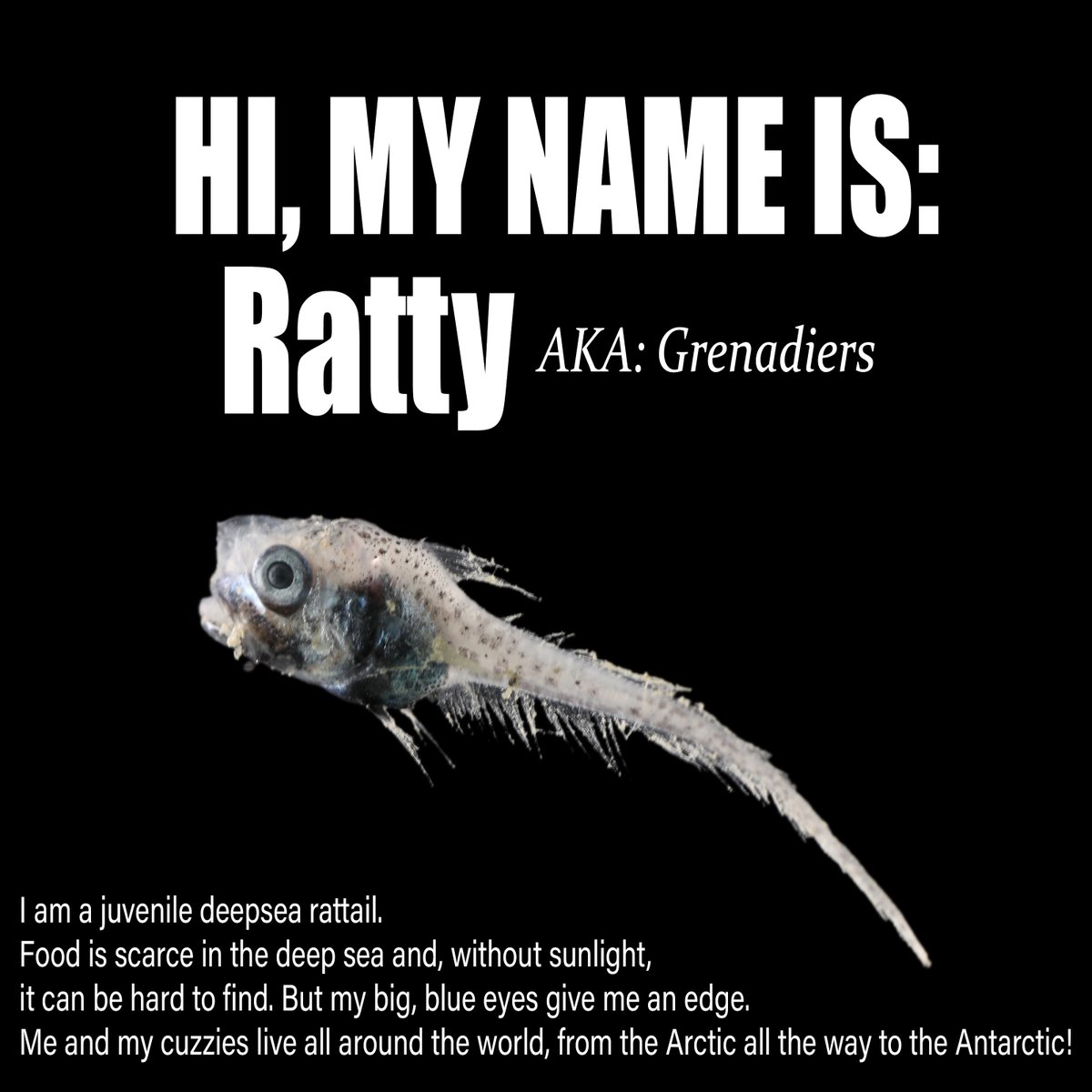 Meet some of the creatures NIWA &amp; <a href="/Te_Papa/">Te Papa</a> researchers onboard the <a href="/oceancensus/">Ocean Census</a> Bounty Trough voyage have come across while exploring the depths for new species. 🐟🦐

Find the latest voyage update here 👉 oceancensus.org/bounty-trough-…

📸 Bex Parsons-King, <a href="/ALCESonline/">ALCES (AUT Squid Squad)</a>, <a href="/ThomLinley/">Dr Thom</a>