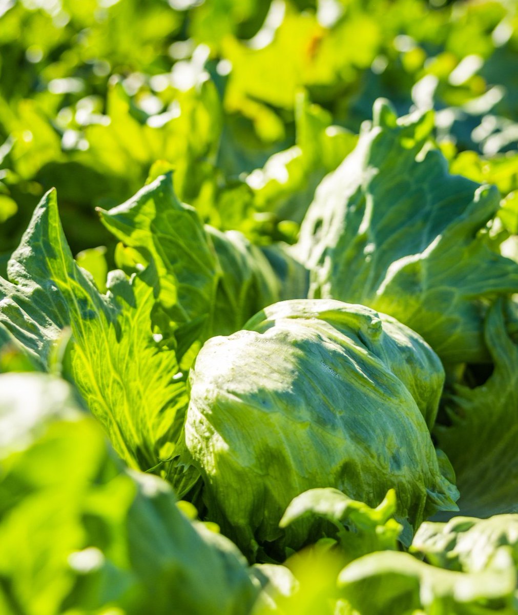 The perfect wedge salad starts with a perfectly sized head of iceberg lettuce...our Artisan Baby Iceberg to be specific - each head is about the size of a softball! #freshproduce #artisanbabyiceberg #grocerystorefinds #farming #agriculture