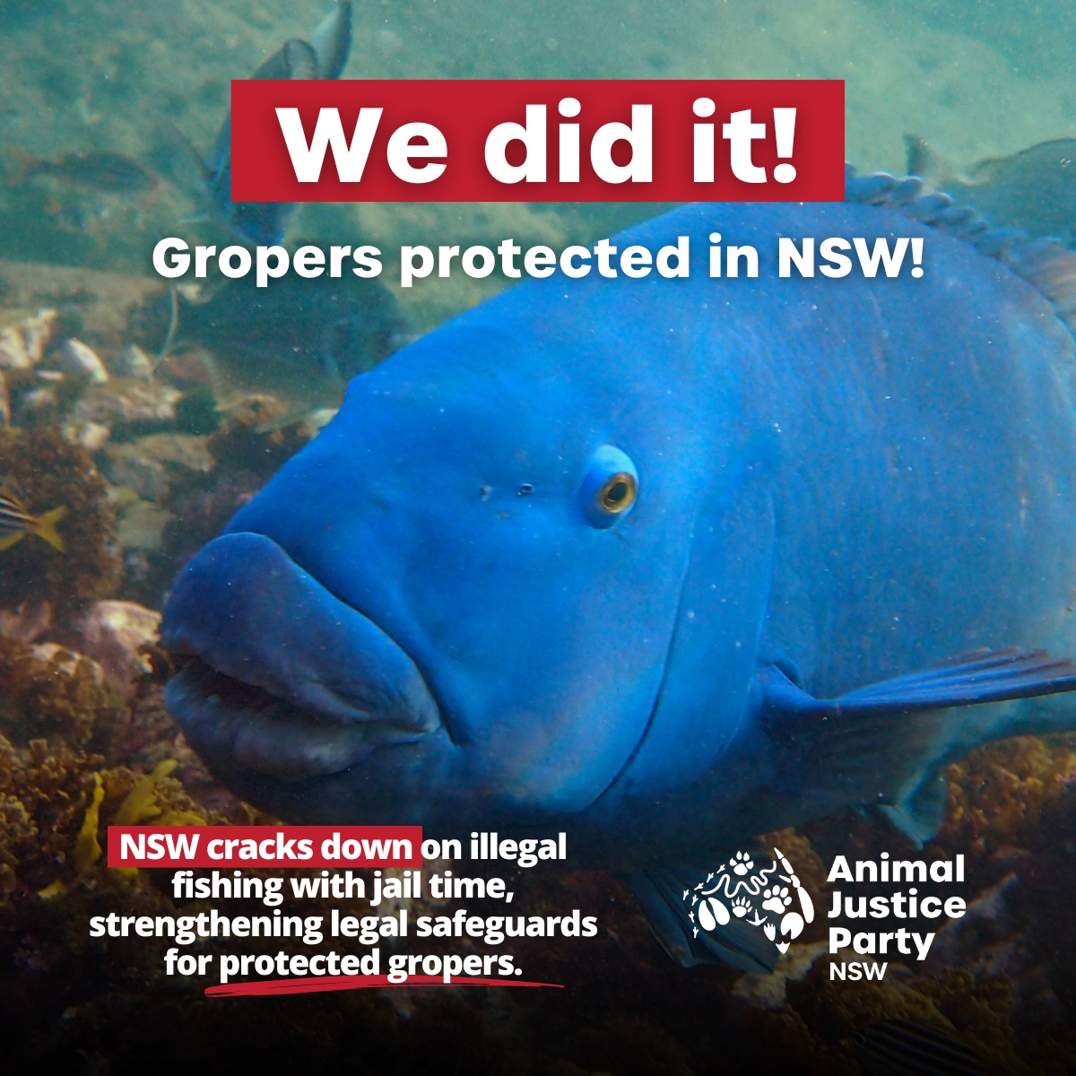 🐟 #JusticeForGus! Gropers Get Stronger Protections in NSW! It is now illegal to kill gropers and those who break this law now risk JAIL TIME. Thanks to you Gropers now have full protection in #NSW.