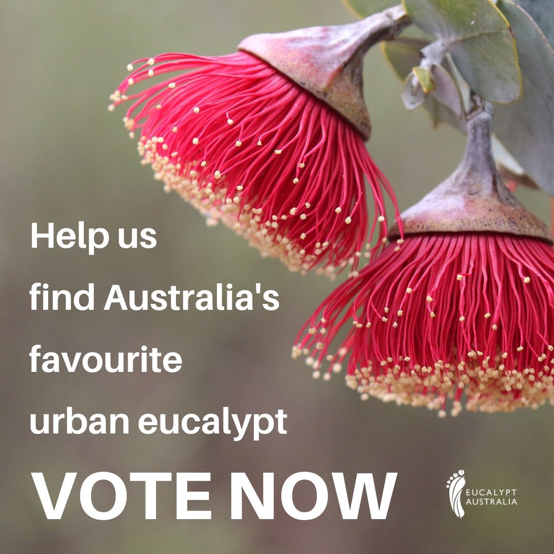 National Eucalypt Day is fast approaching (March 23) so vote now for your 2024 Eucalypt of the Year! eucalyptaustralia.org.au/eucalypt-of-th…
 #EucalyptoftheYear #LoveAGum
📷 Cathy Cavallo/Remember The Wild