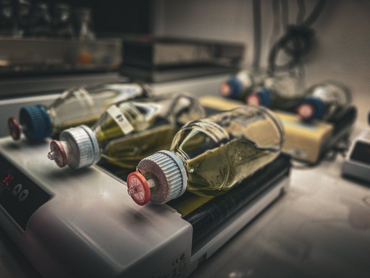 Turning green to gold – our lab scales up the production of valuable terpenoids from algae! A sustainable biotechnology alternative for different industries. #SustainableScience #Algae #biotech