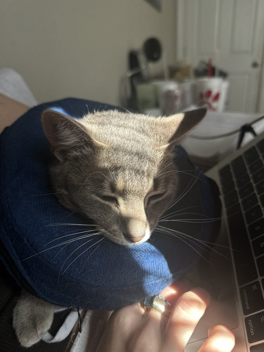 fulldingus's tweet photo. She thought the cone was for one day now she wearing the donut 😂😭 https://t.co/yu5qd00ao8