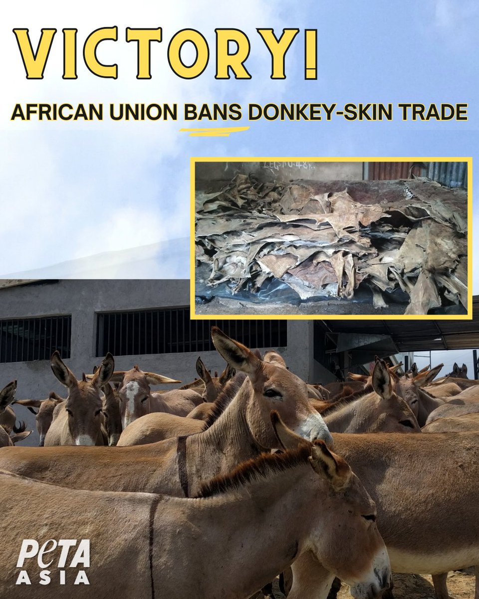 𝐕𝐢𝐜𝐭𝐨𝐫𝐲! After multiple PETA investigations into this cruel industry and years of pressure from the animal welfare community - it will now be illegal to slaughter donkeys for their skin in Africa! 🫏👏 Find out more: peta.asia/1al