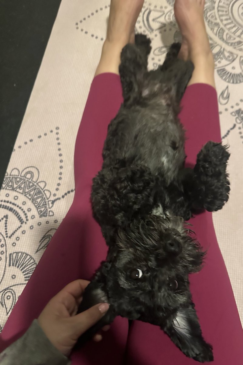 Tonight’s yoga partner, Cosmo 💕 @fit_leaders