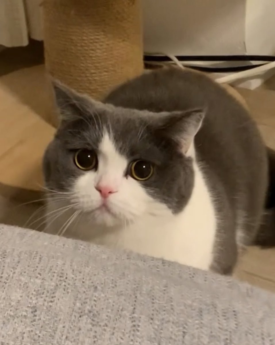 omochiomoching's tweet image. ファミマでも楽しい企画してる🤩
おもちがパッケージになったら嬉しいな💕

#ファミにゃ飼いねこ自慢