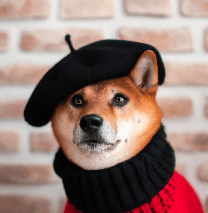 A Shiba Inu dog wearing a beret and black turtleneck.