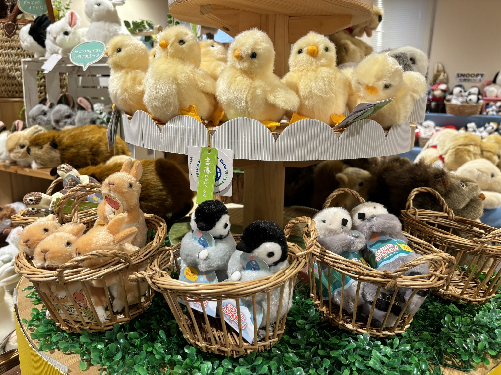 スーパービーバーちゃん、くっつきたいビーバーのセット 吉徳くっつきたいビーバー➕SUPER BEAVERバンダナ2枚セット】 SUPER