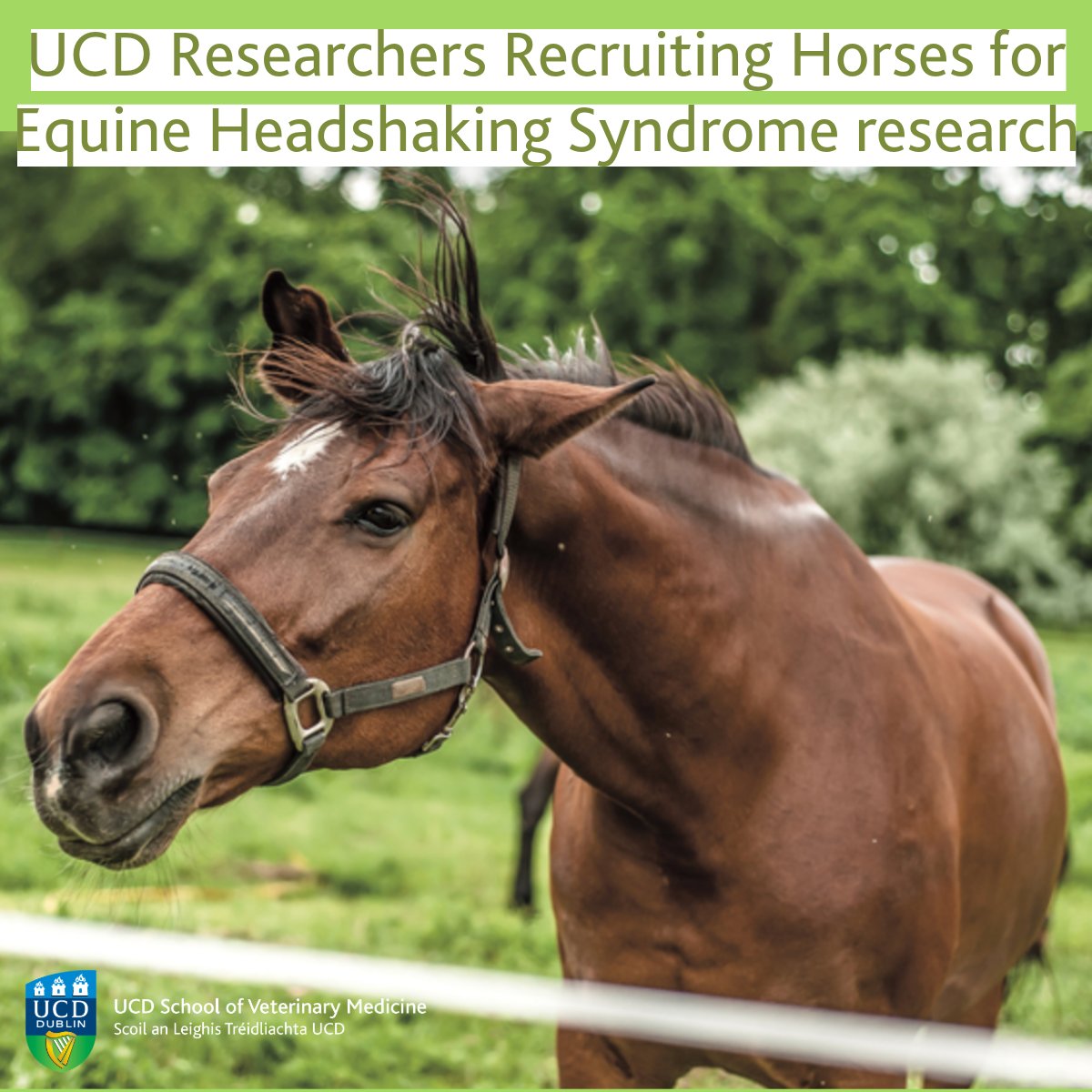 UCD equine experts are working with UK colleagues on a study on potential treatment for headshaking syndrome in horses. They aim to recruit owners of headshaking horses/ponies in Ireland & UK for a 12-month study involving blue light therapy. More here: tinyurl.com/y84cnb9z