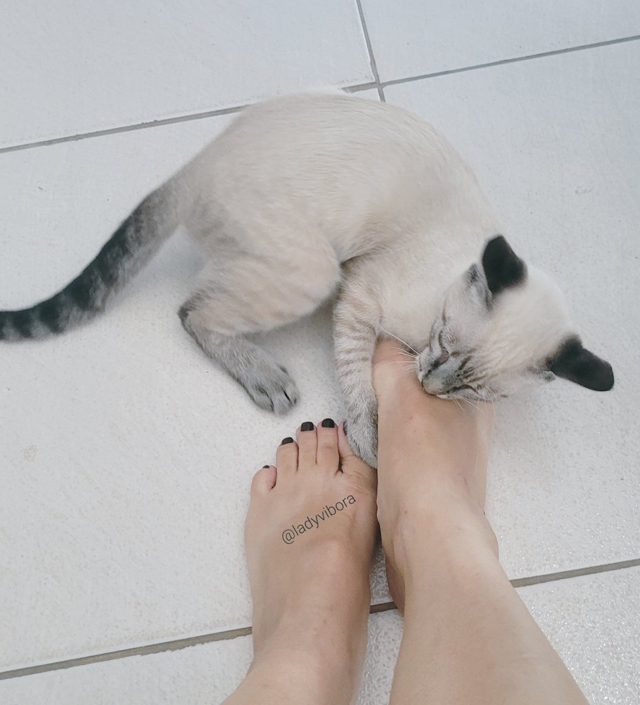 Lady Víbora tweet media