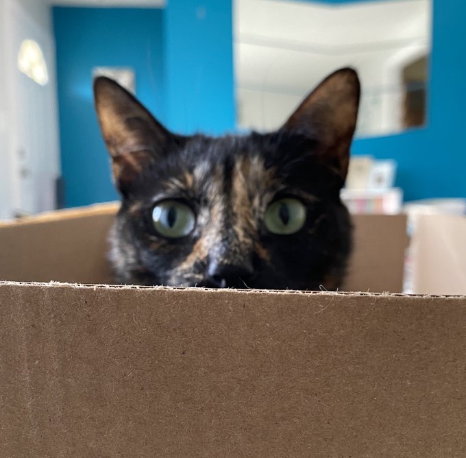 We&rsquo;re live on Twitch! Join us 😻  https://t.co/4qIR0Dz4Q4 https://t.co/t04tcpQp2i<a href="/tag/hotgirltwitch"class="tags"><span>#hotgirltwitch</span></a>