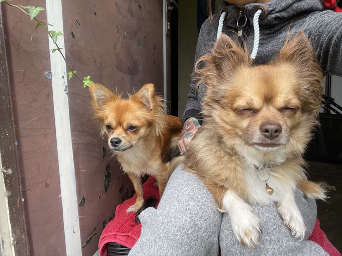 Mein kleinen Schei&szlig;erleins und ich w&uuml;nschen euch einen chilligen Sonntag 💖🤗 https://t.co/G5EdbrSpoE