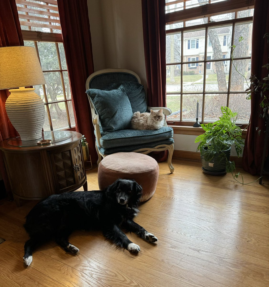 NephCatness tweet media