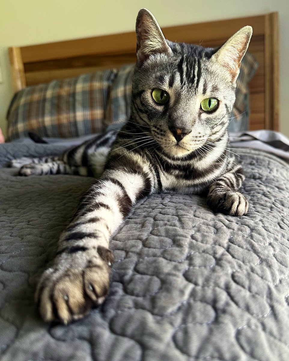 Bel_okS's tweet photo. Eggsy on Neighbourhood watch 
#CatsOnX #CatsAreFamily https://t.co/aV9EgYJjcl