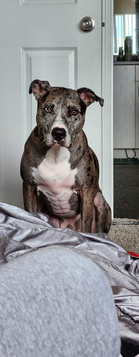 steveelikespie's tweet photo. Look at how buff my dog is
#buffdog #dog #catahoula #pitbull https://t.co/WkZkzP6lzV
