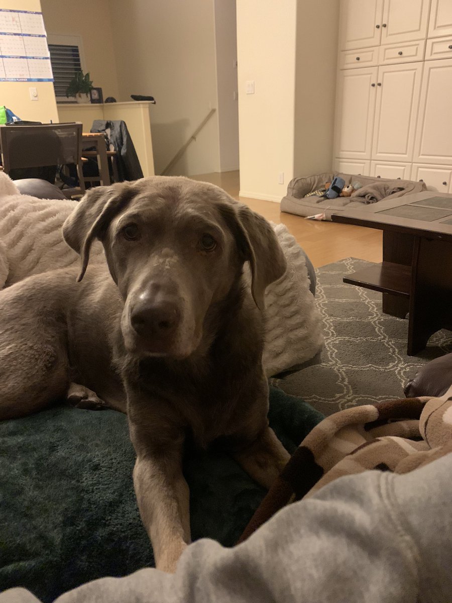 fintaxdude's tweet photo. I can never say no to this face. She may or may had a couple bites of chicken. #TaxTwitter #chunkers https://t.co/tCN2np8n4E