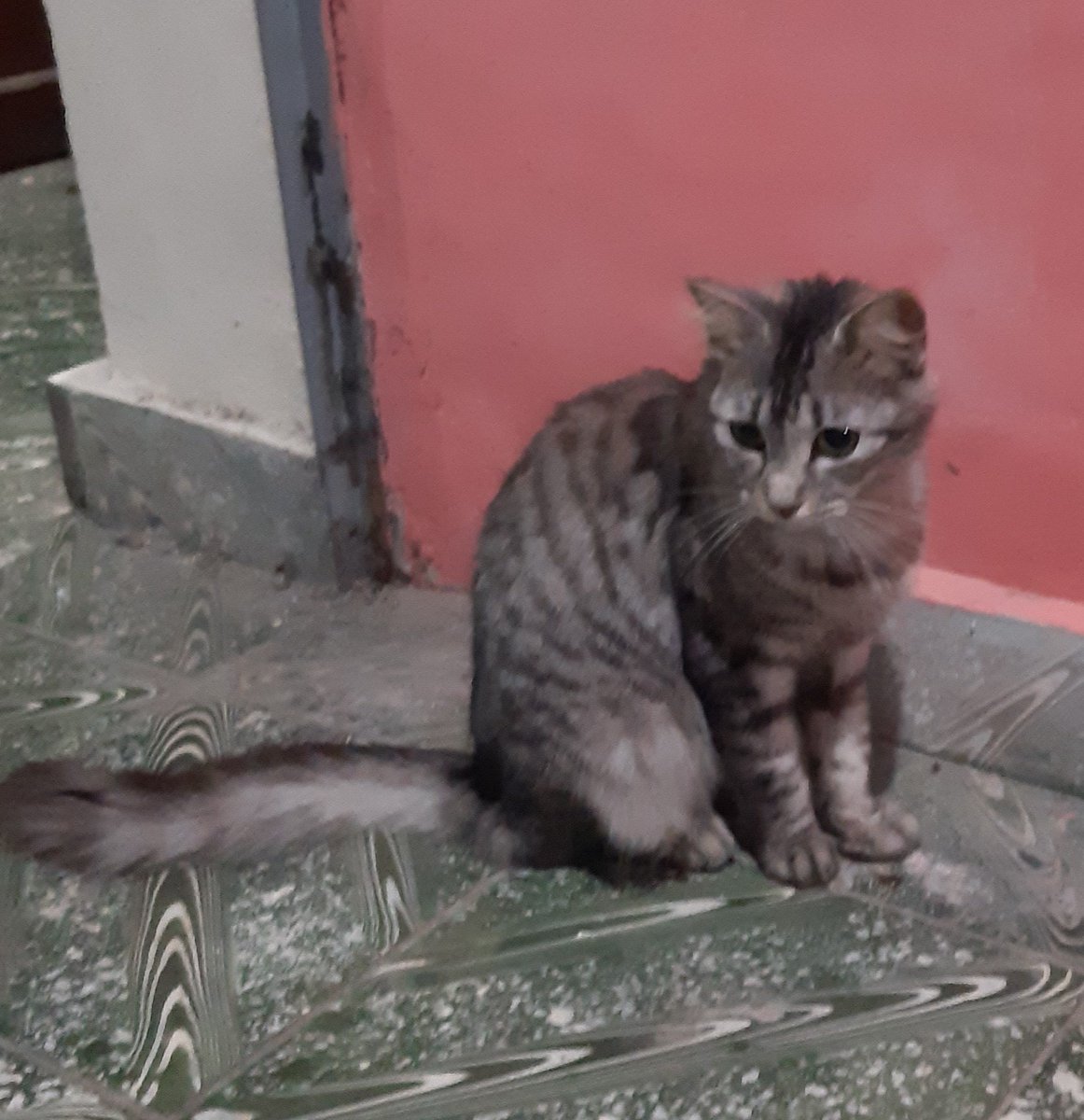 ValienteMayrita's tweet photo. @noticias4vision por favor saluden a mi Micha 🐱 hasta Soyapango #DiaInternacionalDelGato https://t.co/ADdyUGVq4H