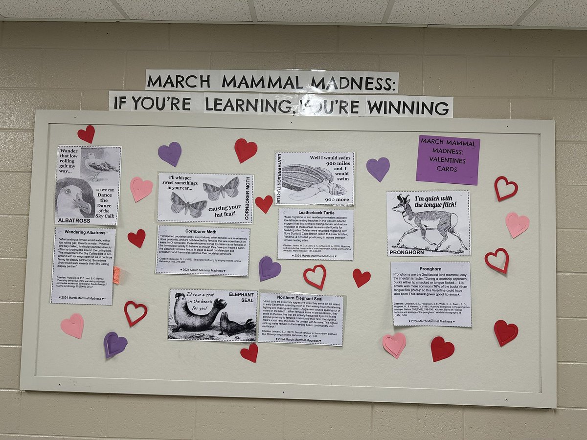 Bethany Saunders (@bhsaunders) on Twitter photo March mammal madness, coming in hot! Starting with- March mammal madness valentines! <a href="/Mammals_Suck/">Prof. Katie Hinde</a> <a href="/MMMletsgo/">March Mammal Madness</a> March mammal madness, coming in hot! Starting with- March mammal madness valentines! <a href="/Mammals_Suck/">Prof. Katie Hinde</a> <a href="/MMMletsgo/">March Mammal Madness</a>