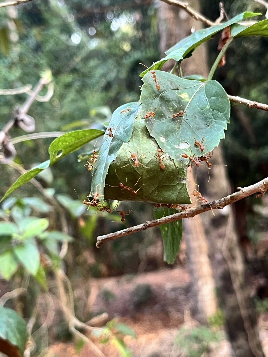 nagpai's tweet photo. Good bye nature. #backToMumbai https://t.co/negYk0Mj33