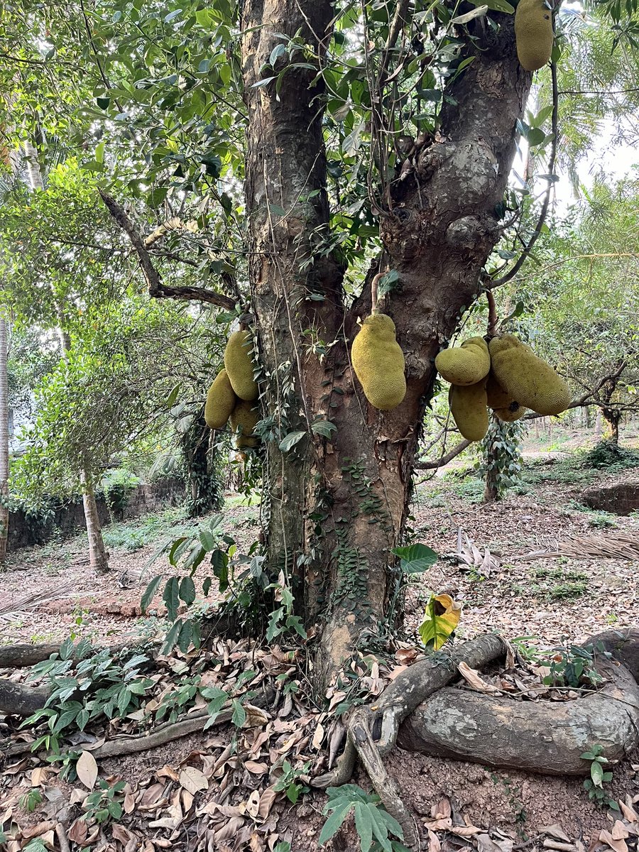 nagpai's tweet photo. Good bye nature. #backToMumbai https://t.co/negYk0Mj33