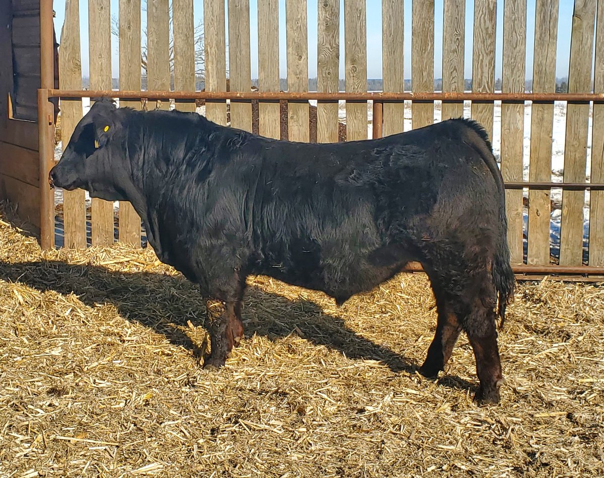 PinchHill's tweet photo. We have a couple ET sons of Fantasy 824F. Fantasy is quickly becoming a fixture in our herd and will be back to the donor pen this spring once again. These two are designed a little different but both share proven and powerful pedigrees! https://t.co/8uj8OX8yGC