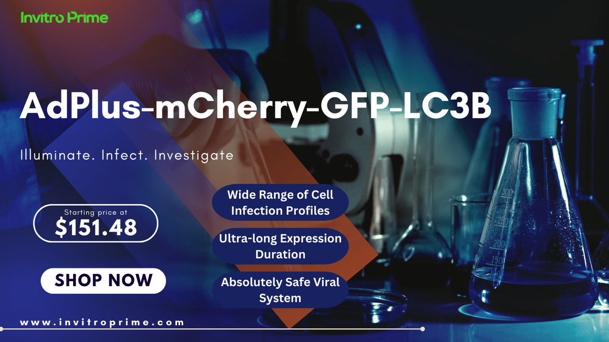 🔬 Introducing AdPlus-mCherry-GFP-LC3B, a powerful #adenovirus for #autophagyassays. Expresses mCherry-GFP-LC3B fusion protein, recognizes CD46, and infects various cells effectively. Ideal for studying #autophagy. 

Get yours at invitroprime.com now! #CellBiology