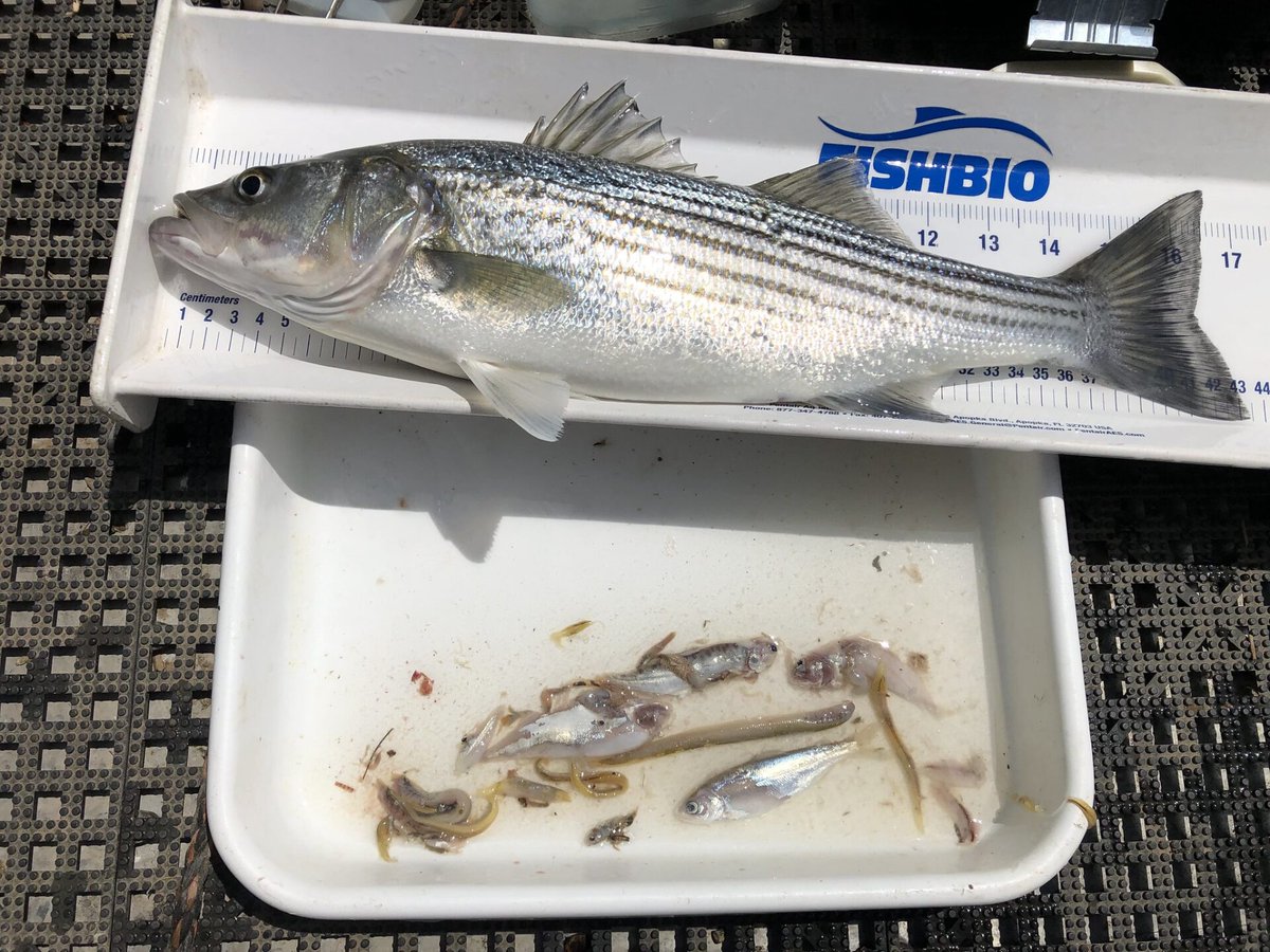 Learning what’s on the menu for non-native predators is critical for conserving native fish that they may prey upon, including young Chinook. In this week's Fish Report, discover the findings of a multi-year predator diets study in Stanislaus River: bit.ly/stanislaus-die…