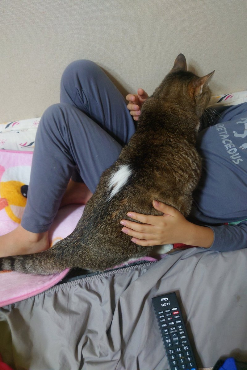TyaKo_S2_FuKu's tweet photo. @cookie0980000 我が家の茶色17歳＆灰色11歳の猫ですっ(ᯫ᳐⦁⩊⦁ᯫ᳐)ฅʾʾ
子供はお腹にいる時からずっと一緒のお兄ちゃん猫達⁽⁽ᐠ( ˊᵕˋ♡)ᐟ⁾⁾ https://t.co/DY1jZWReqW