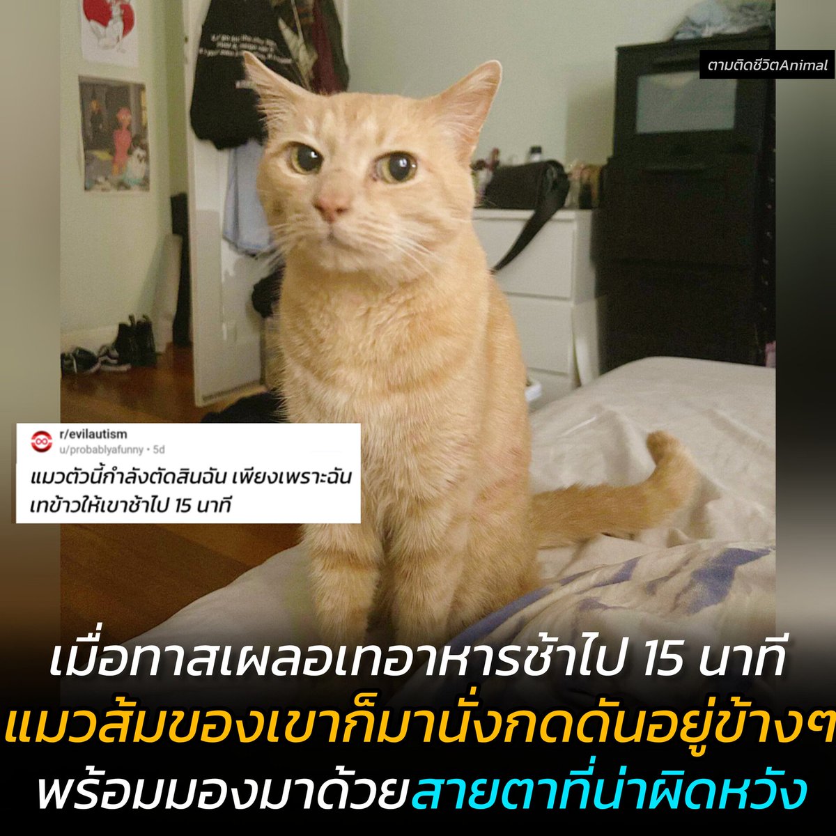 AnimalFW_TH's tweet photo. ทาสแมวคนหนึ่งเล่าว่า ปกติเขาจะต้องตื่���ไปเทอาหารให้แมวตอน 7 โมงเช้า แต่วันนี้เขาเผลอตื่นสายไป 15 นาที แมวส้มของเขาก็กระโดดขึ้นมานั่งกดดันเขาอยู่ข้างเตียง พร้อมมองมาทางเขาด้วยสายตาที่น่าผิดหวัง ราวกับจะบอกว่า "นายนะมันน่าผิดหวังซะจริง" 😼😒🫤
แมวส้ม : ถ้าเทอาหารให้ฉันสายอีกวันละก็ ฉันจะออกไปหาบ้านหลังใหม่ซะ 😼

บ้านไหนเลี้ยงแมวจะรู้ดีว่าแมวเป็นพวกที่ตื่นเช้ามากๆ แล้วถ้าหากไม่ได้เตรียมอาหารให้พร้อมแล้วละก็ แมวเนี้ยก็จะสงเสียงโวยวายจนเราตื่นเลยละ และหนึ่งในเหตุการณ์นั้นก็เกิดขึ้นกับทาสแมวคนนี้

เขาเล่าวว่า ปกติแล้วเขาจะตื่นมาให้อาหารแมวตอน 7 โมงเ��้าทุกวัน แต่วันนี้ด้วยอะไรสักอย่างมันทำให้เขาตื่นสายไป 15 นาที เจ้าแมวส้มของเขาก็กระโดดขึ้นมาบนเตียง นั่งอยู่ข้างๆ เขาแล้วมองเขาด้วยสายตรที่กำลังตัดสินเขาอยู่ เหมือนกับจะบอกว่า "ในฐานะทาสแล้ว นายมันน่าผิดหวังจริง" และสายตาน้องก็ดูจริงจังมากๆ คงจะงอนทาสไปทั้งวันเลยแหละ

ใครมีประสบการณ์ถูกแมวตัดสินแบบนี้เอามาแชร��กันนะฮะ

เรียบเรียง 🖋️ แอดเพา
ที่มาของรูป 📸 RD : probablyafunny