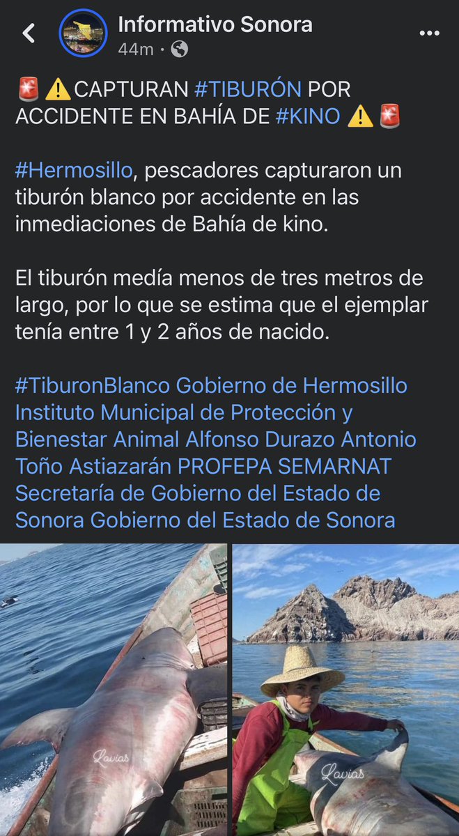 Capturan tiburón por accidente !!!… De seguro fue accidental, qie sigue??… <a href="/michelleriveraa/">Michelle Rivera</a> <a href="/jrbusser/">El Buzo ॐ</a> <a href="/DanielGastelumV/">Daniel Gastelum</a> <a href="/tonoastiazaran/">Antonio Astiazarán</a> <a href="/sergiosuiloo/">Sergio Suilo Orozco</a> <a href="/ProyectoPuente/">Proyecto Puente</a> <a href="/elalbertomedina/">Luis Alberto Medina</a> <a href="/VictorMendozaL/">Victor Mendoza Lambert</a>