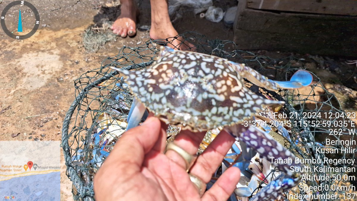 ekoprioraharjo's tweet photo. Rabu (21/02/2024)
Hasil tangkapan Kepiting Rajungan sebanyak 18 kg  oleh Bpk. Abdullah di KUB. PADAIDI BERINGIN Desa Beringin harga jual Rp 40.000/Kg  dgn  total pendapatan kotor 720.000
#GiatLuhkanSatminkalBWI 
#luhlapor 
#TanahBumbu 
@bppsdm_bp3bwi
@puslatluhkp 
@bppsdm_kp https://t.co/1Xj26vmJfM