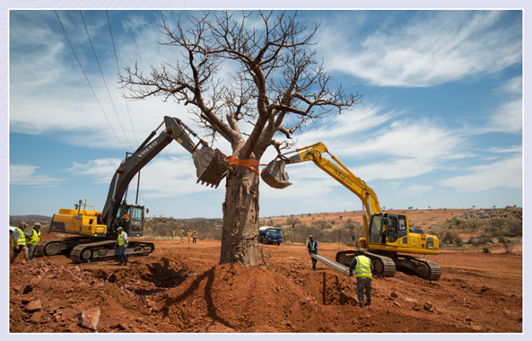 ChangingthingsS's tweet photo. Engineers study engineering to relocate baobab trees 🤣
#SANRALEngineers
#ConsultingEngineers
#ConstructionEngineers https://t.co/VSn4w7hhre