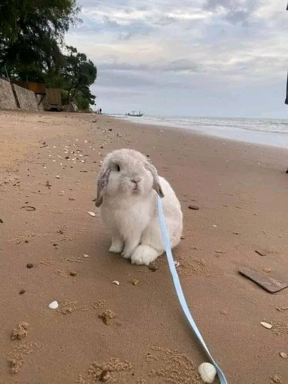 Cute and previous 😍🐰
.
.
#rabbit 
#bunny 
#cuterabbit 
#photography