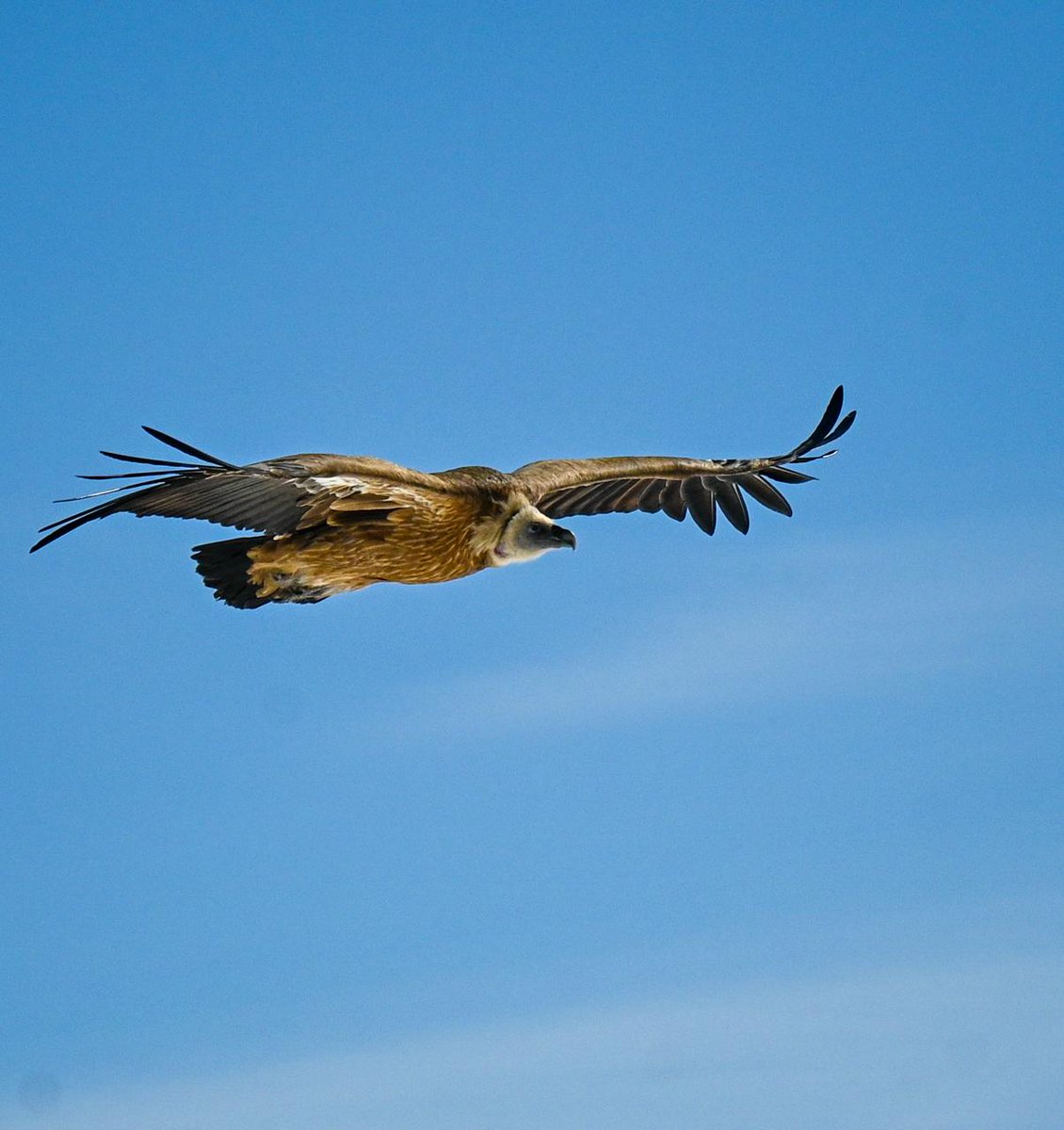 ChinarCreator's tweet photo. 🦅 Soaring to new heights, the Eagles' flight is unstoppable! 🚀 

#contentcreators #Eagles #NaturePhotography #naturelovers #NatureBeauty #birds #FLIGHT https://t.co/F32hj1tkVf